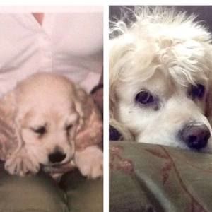 Meet your Posher, Baxter